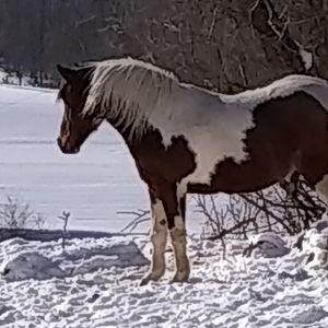 Meet your Posher, Alison